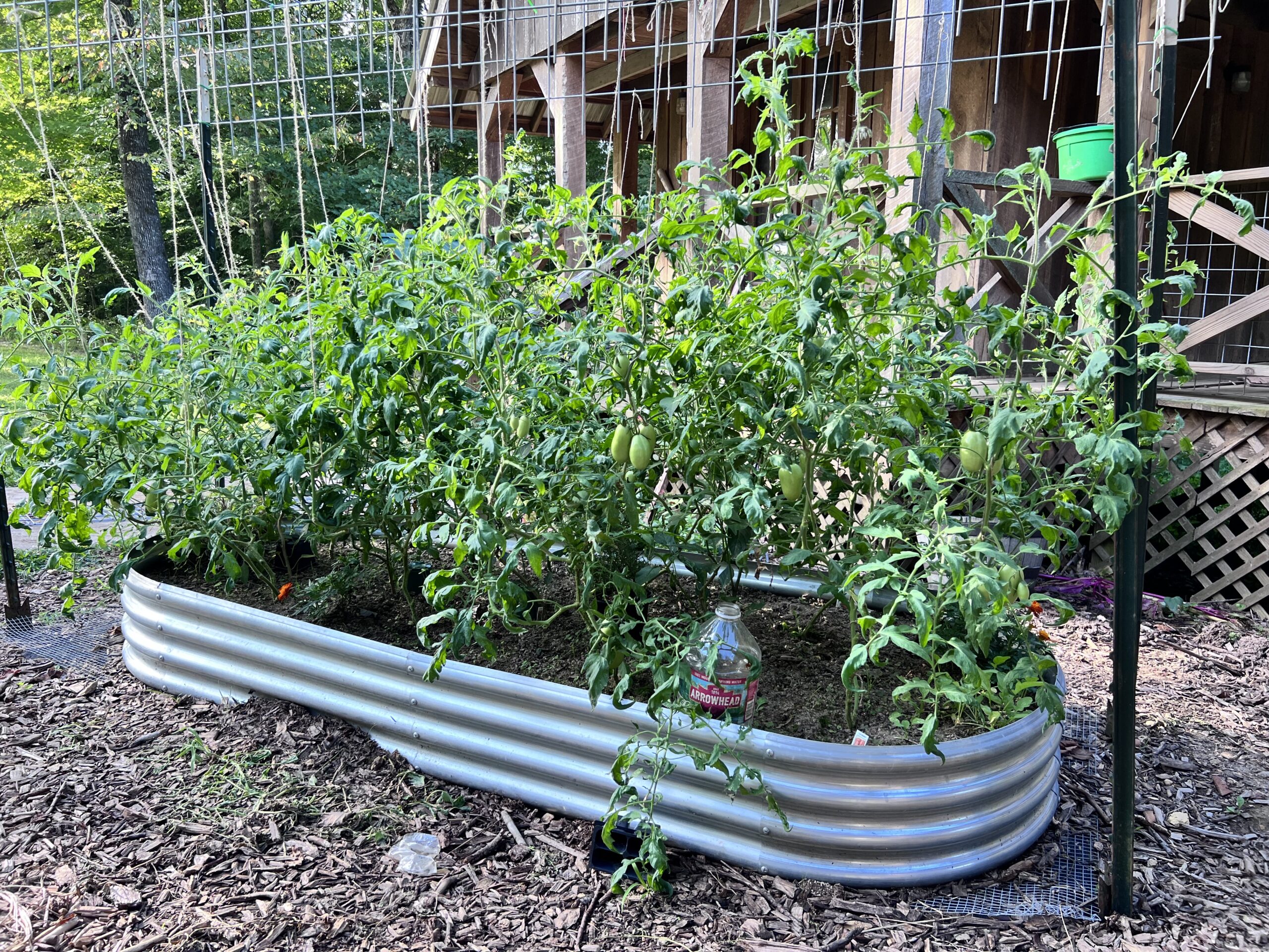 Roma tomatoes growing in raised bed in Adair County Kentucky zone 7 garden