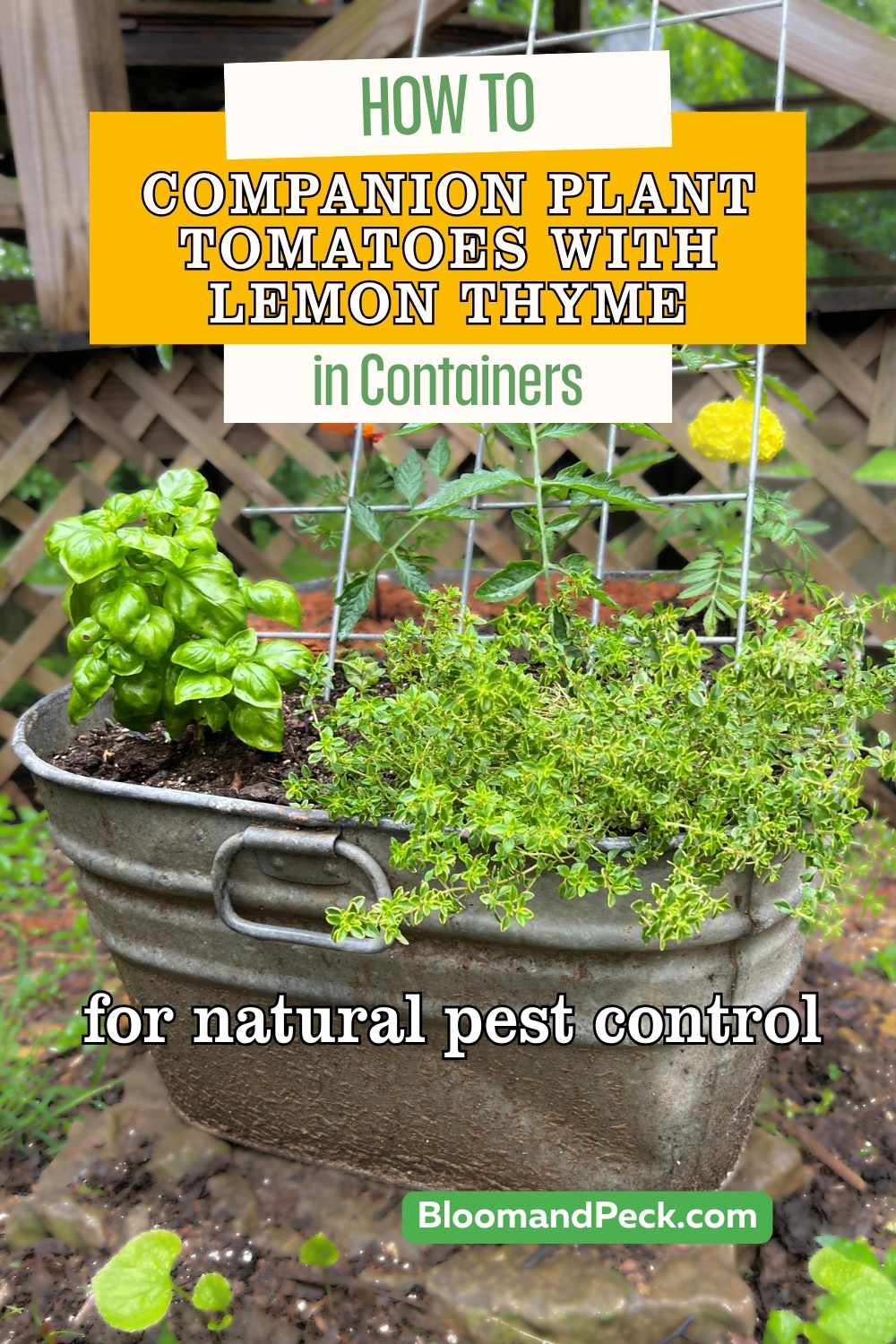 How to companion plant tomatoes with lemon thyme in containers for natural pest control