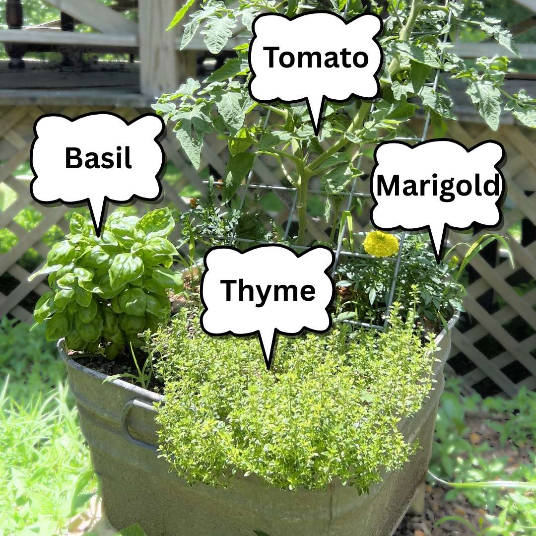 Lemon thyme spilling over metal container garden with basil, tomato, and marigold companion planting for natural pest control Kentucky