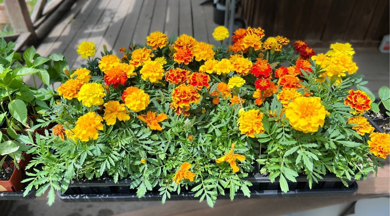 A tray of marigold seedlings hardening off getting ready to be companion plants in a Kentucky Garden