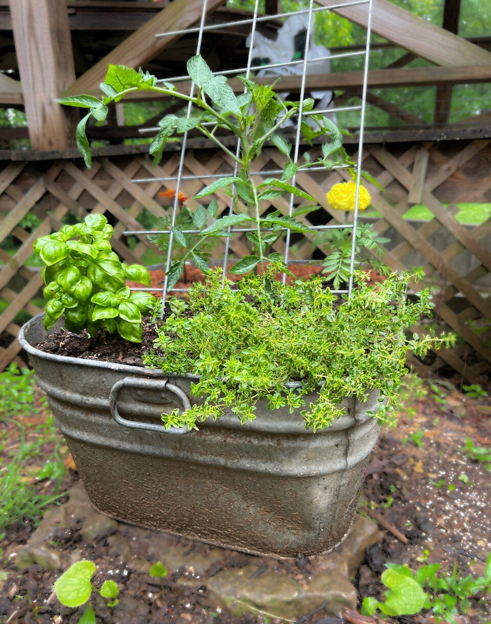 Lemon thyme companion planting with tomatoes in a metal tub garden.