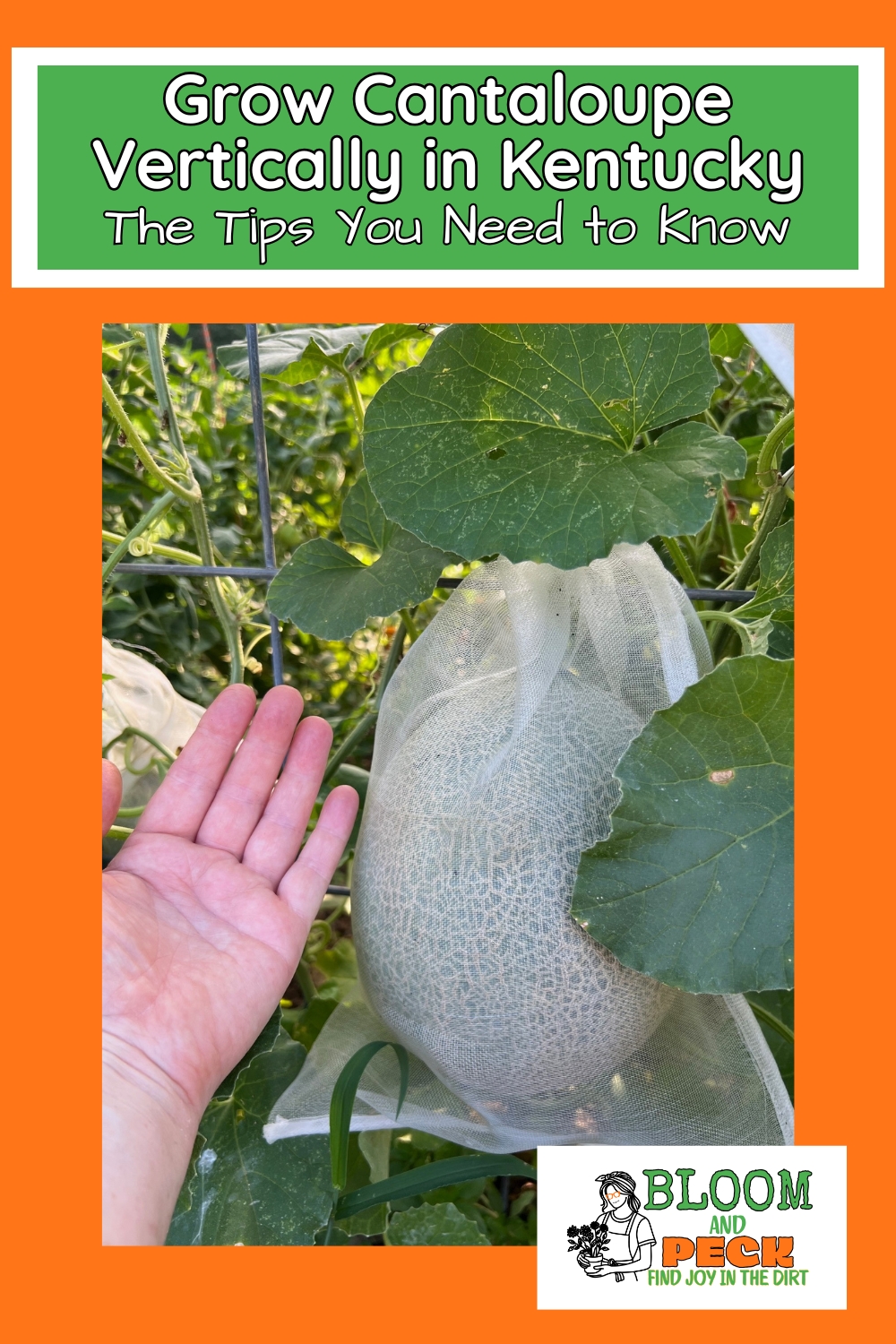 How to Grow Cantaloupe Vertically in a Kentucky Garden