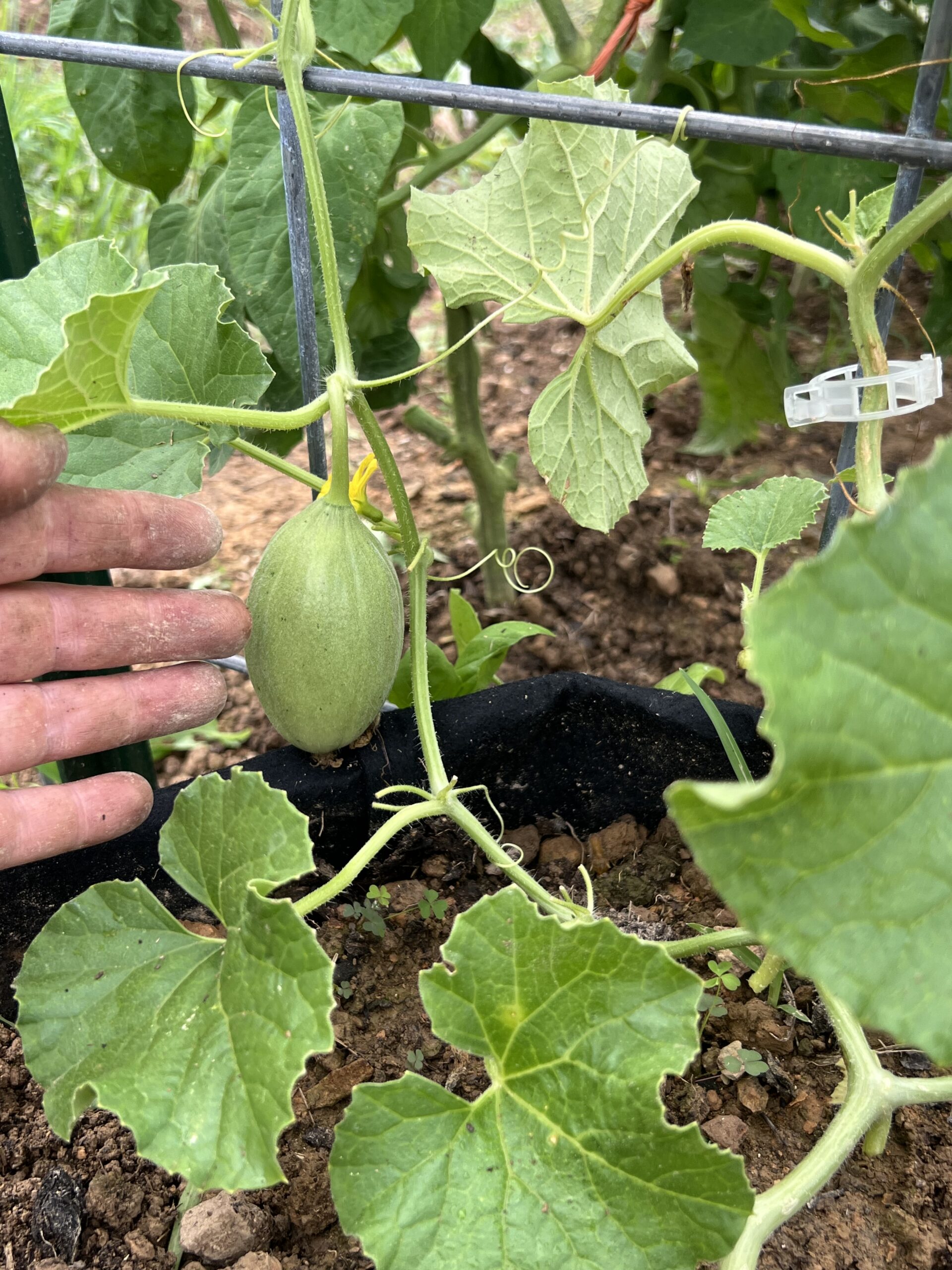 Small baby cantaloupe growing from a bag on a cattle panel trellis in a Kentucky garden