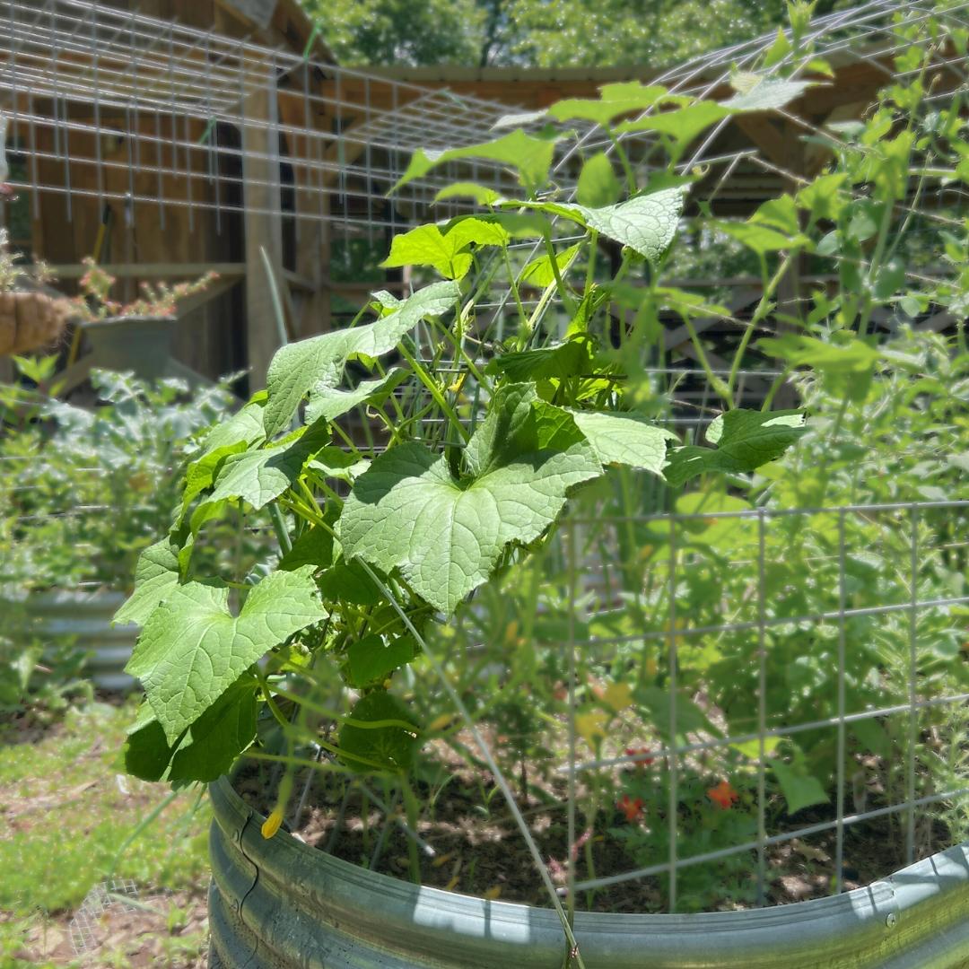Growing Cucumbers in Kentucky: My First Raised Bed (Wins, Fails & All)