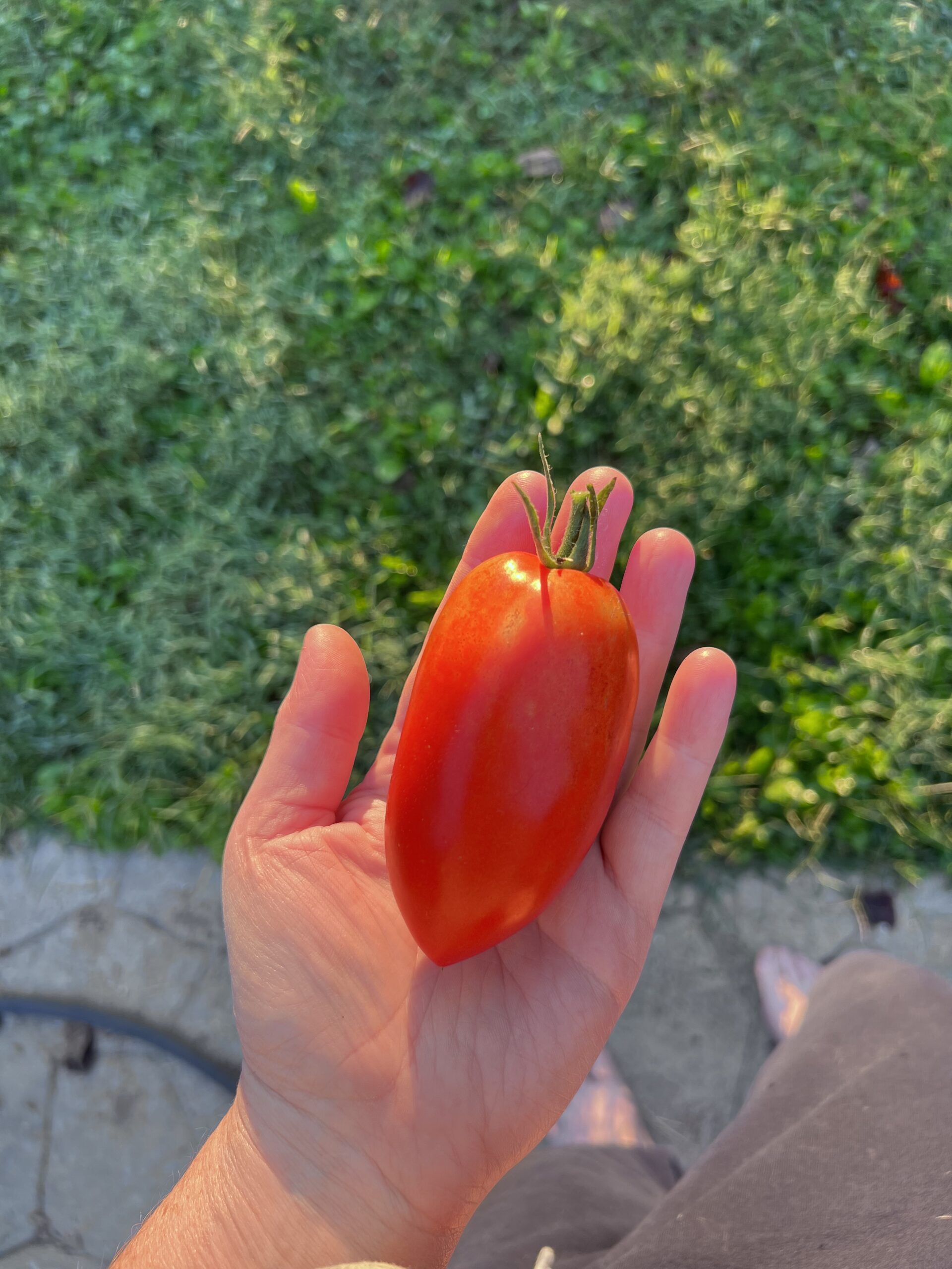 Naturally grown Kentucky Paste tomato