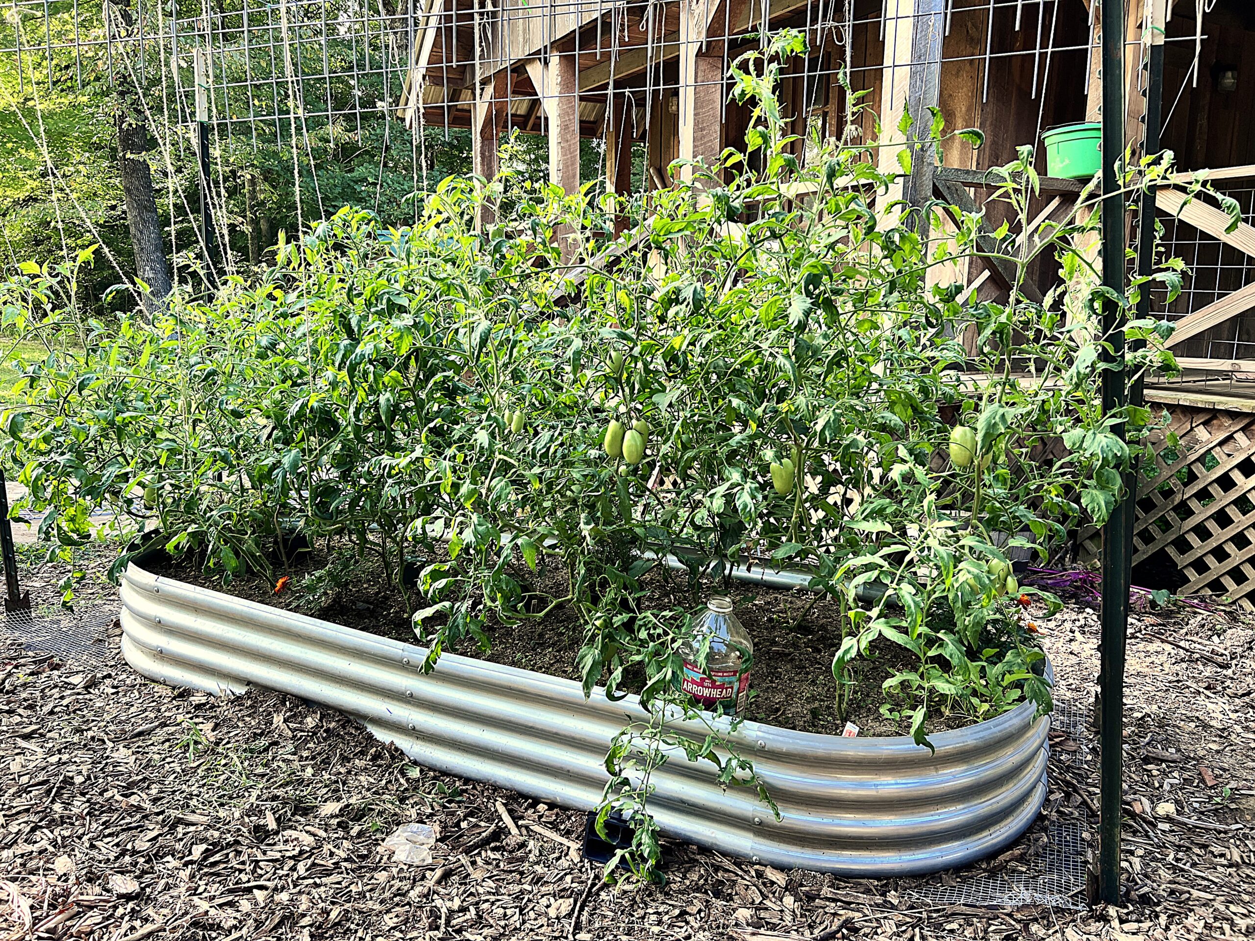 Roma tomatoes growing in metal raised garden bed with cattle panel trellis in Kentucky homestead garden