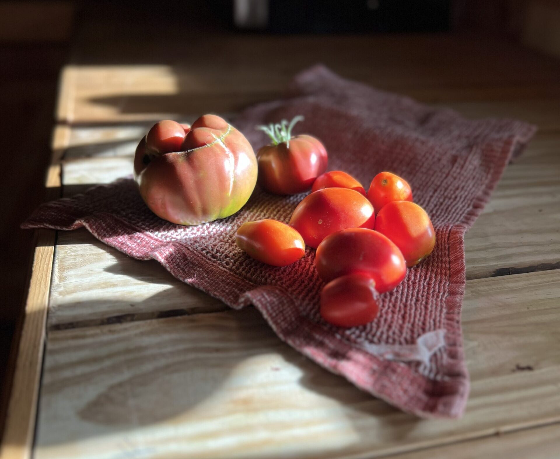 best heirloom tomatoes grown in Kentucky