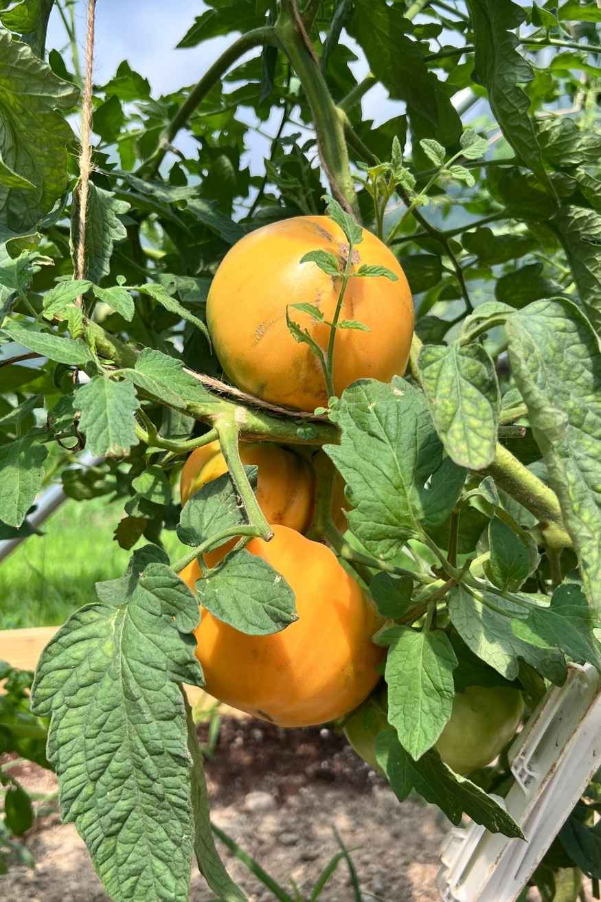 Kentucky Beefsteak tomato growing on the vine in zone 7 garden