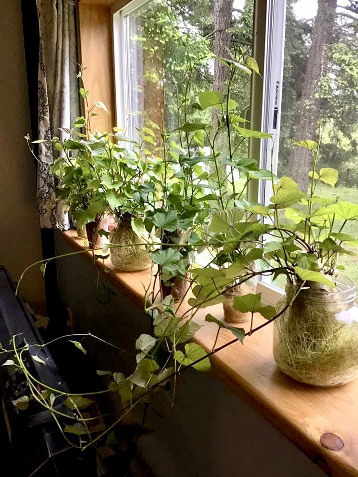 How to Start Sweet Potato Slips in Kentucky (Zone 7a Guide)