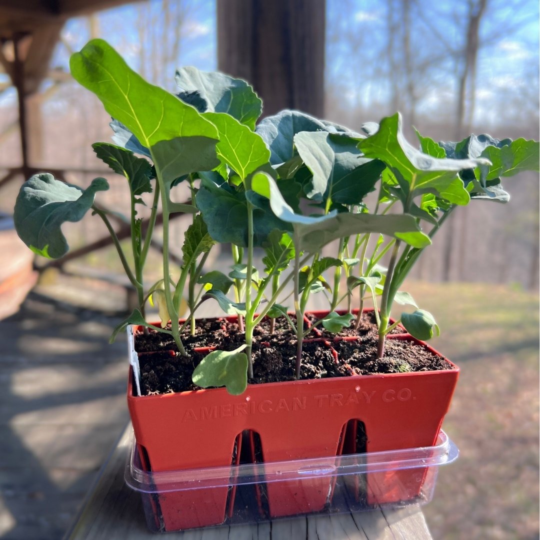 When to Plant Broccoli in Kentucky – What the Worms Taught Me