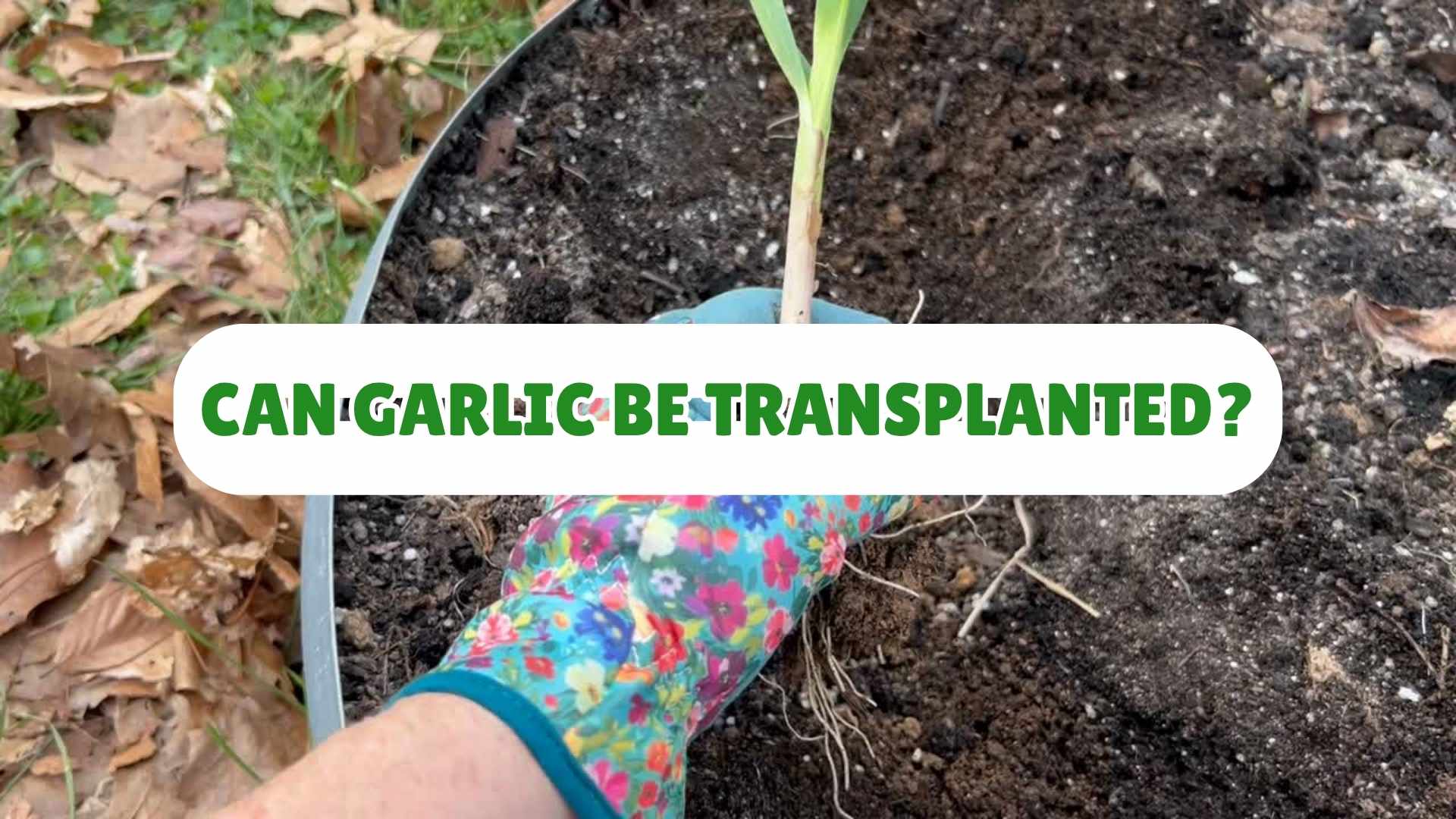 gloved hand transplanting sprouted garlic into a raised bed in a kentucky garden