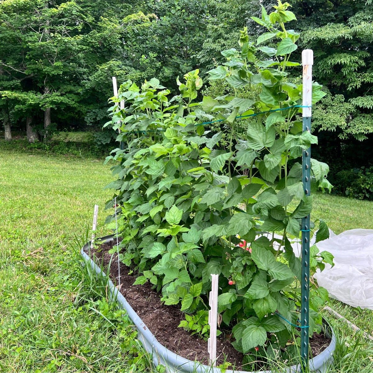 side view of raspberry t post trellis in a raised bed with raspberry plants growing in Kentucky zone 7