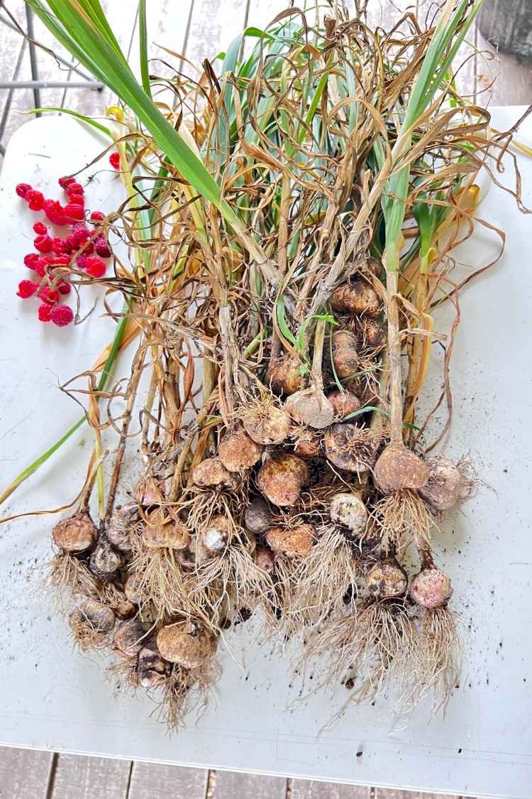Garlic harvested in Kentucky