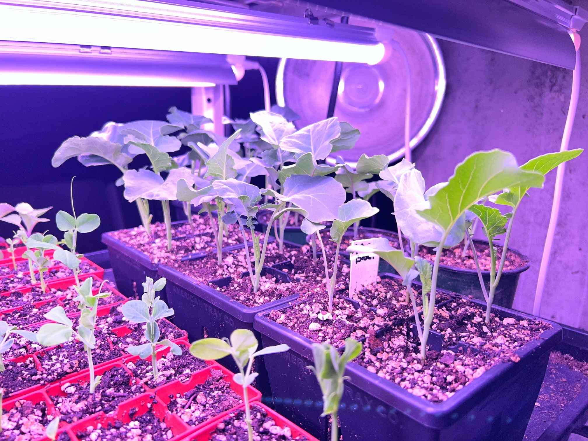 Di Cicco broccoli seedlings growing under purple grow lights in a basement seed starting setup in Kentucky with Epic Gardening trays