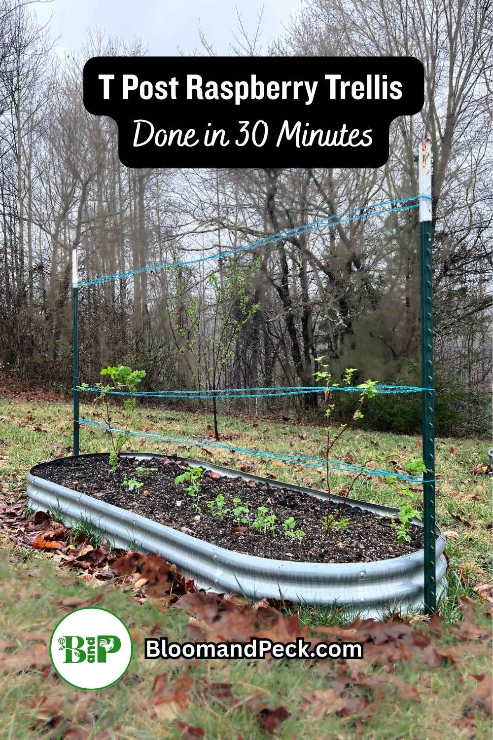 T post raspberry trellis on a galvanized raised bed with Tula Magic raspberry canes leafing out in Kentucky Zone 7 spring