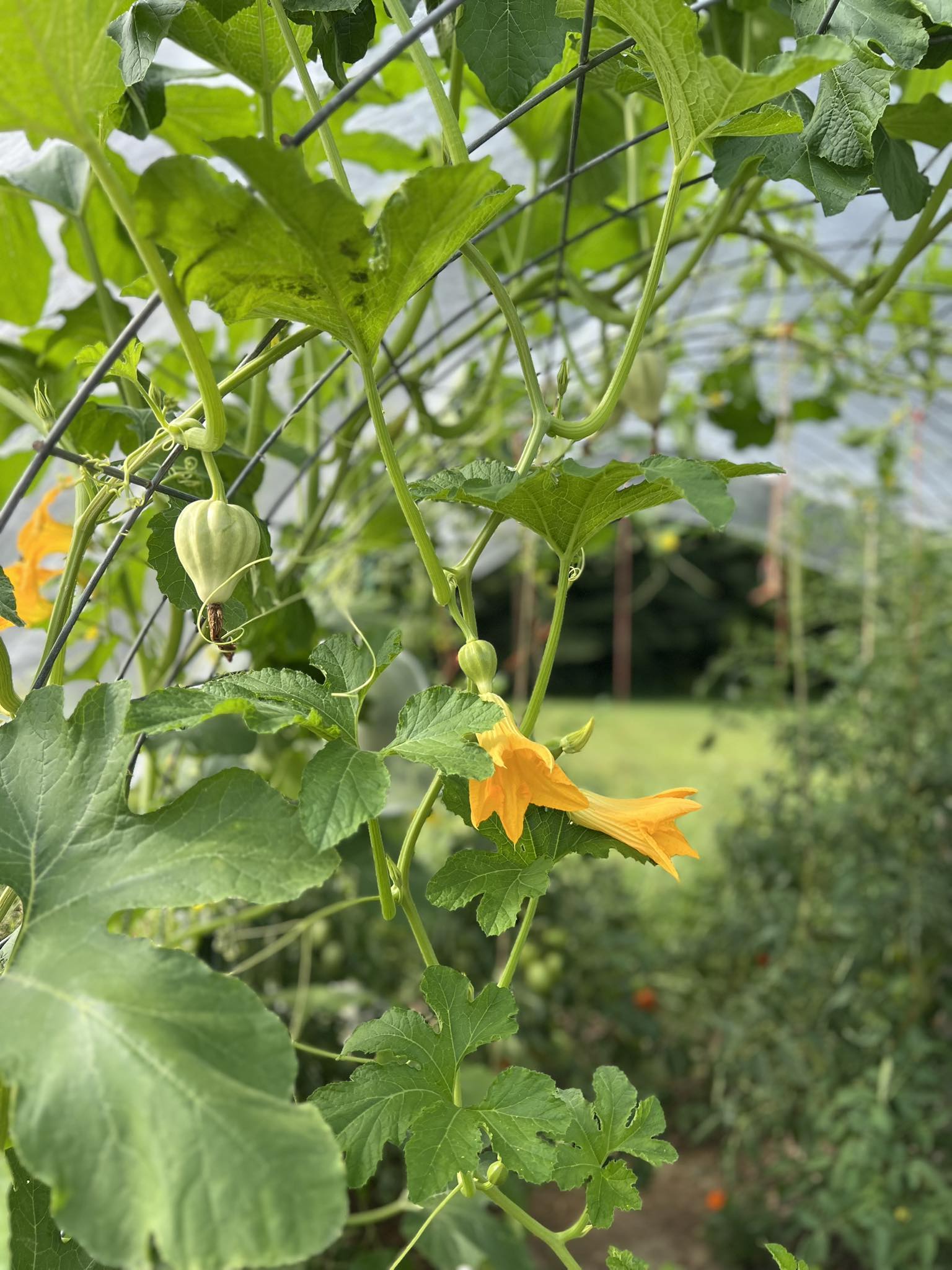 Thelma Sanders acorn squash vines growing on a cattle panel arch trellis in a Zone 7 Kentucky garden