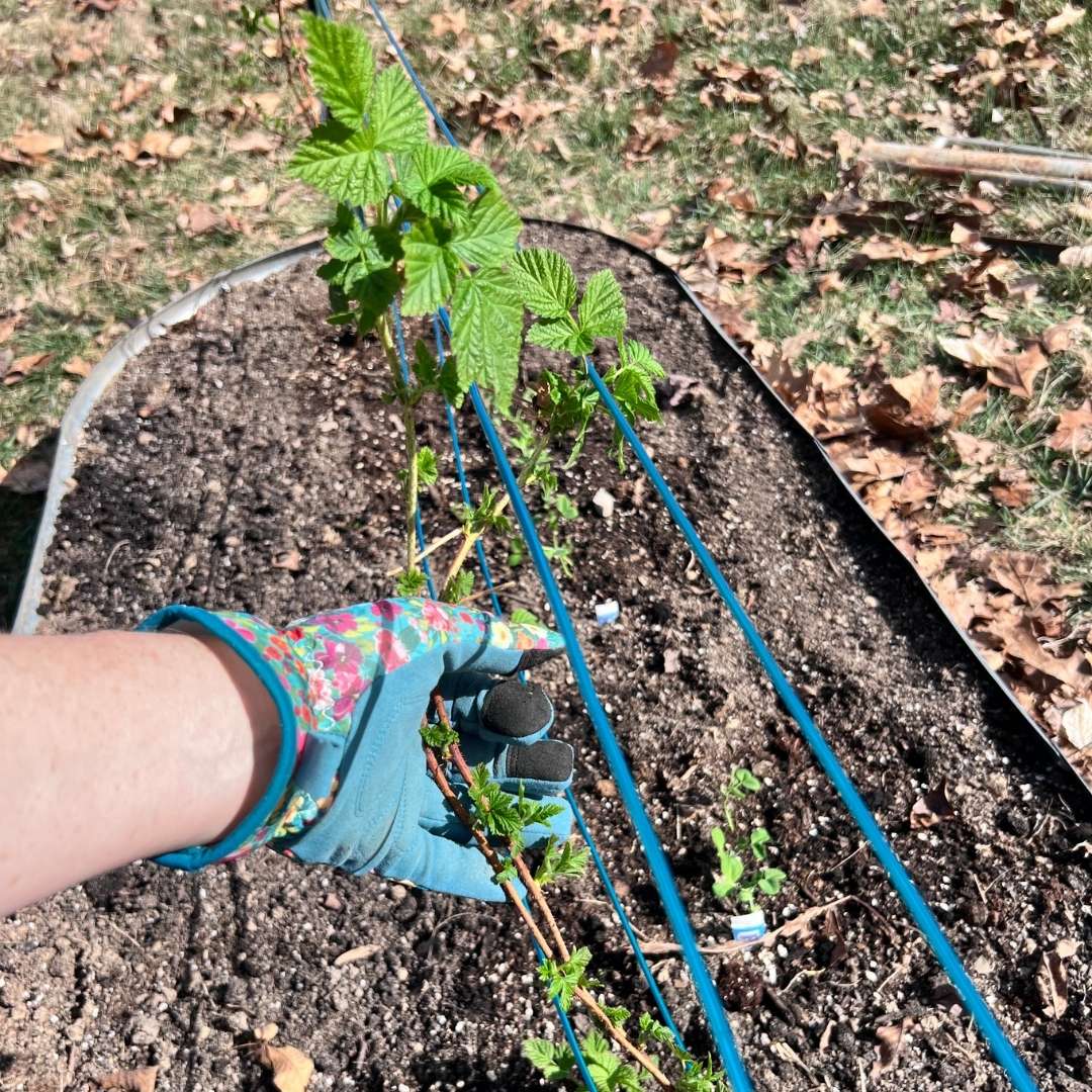 Gloved hand tucking young Tula Magic raspberry canes behind clothesline wire in a raised bed trellis