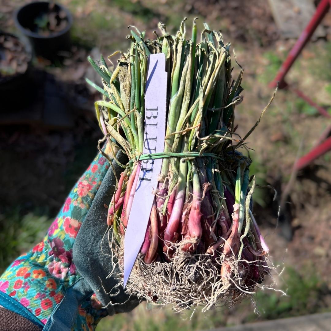 When to Plant Onions in Kentucky — A Real Homesteader’s Guide to Transplants