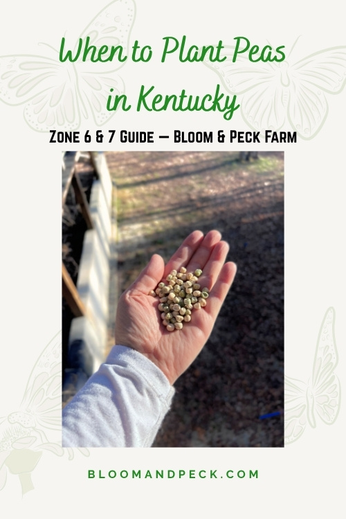 When to Plant Peas in Kentucky — What Actually Happened in My Garden