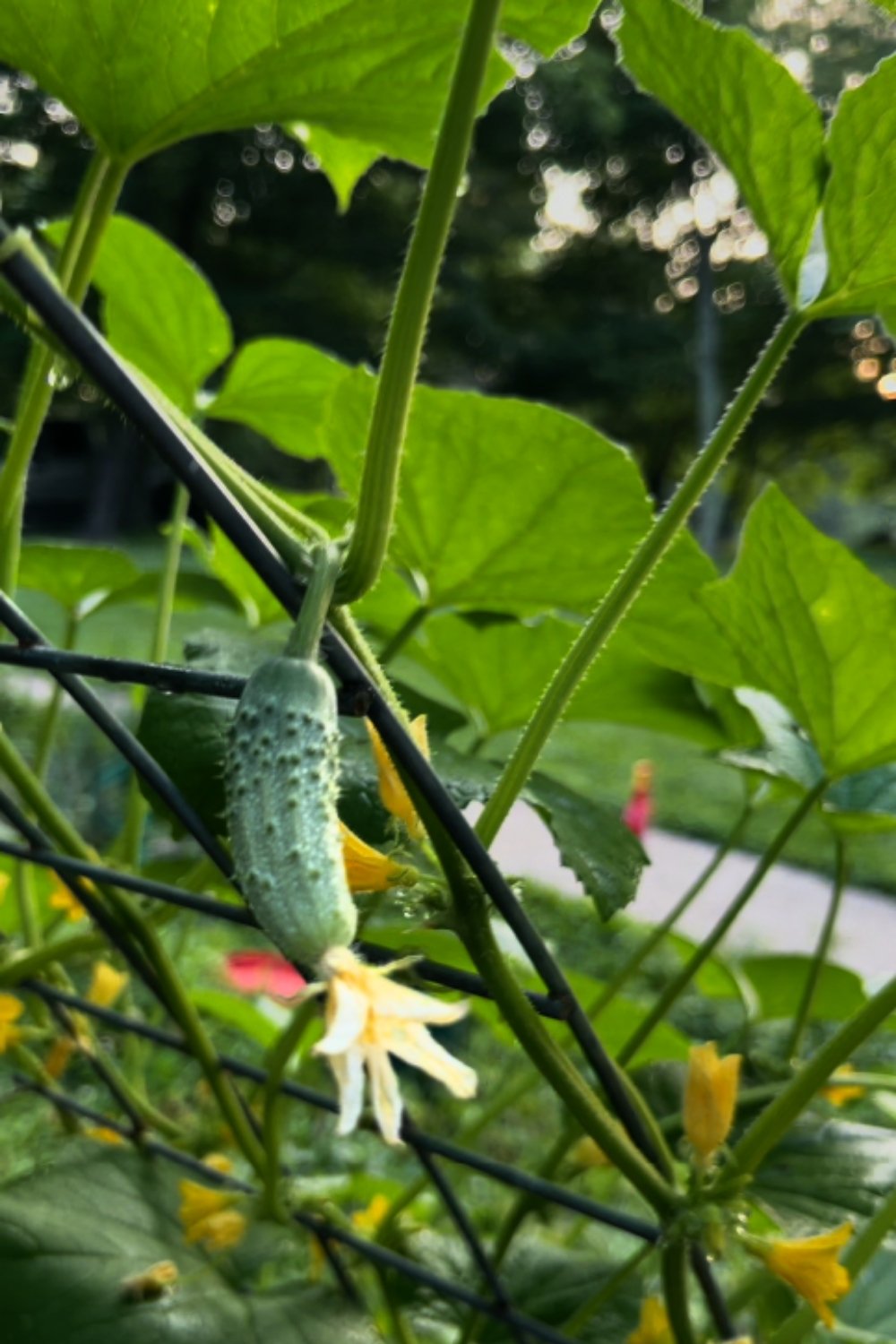 When to Plant Cucumbers in Kentucky — What I Know After Two Seasons