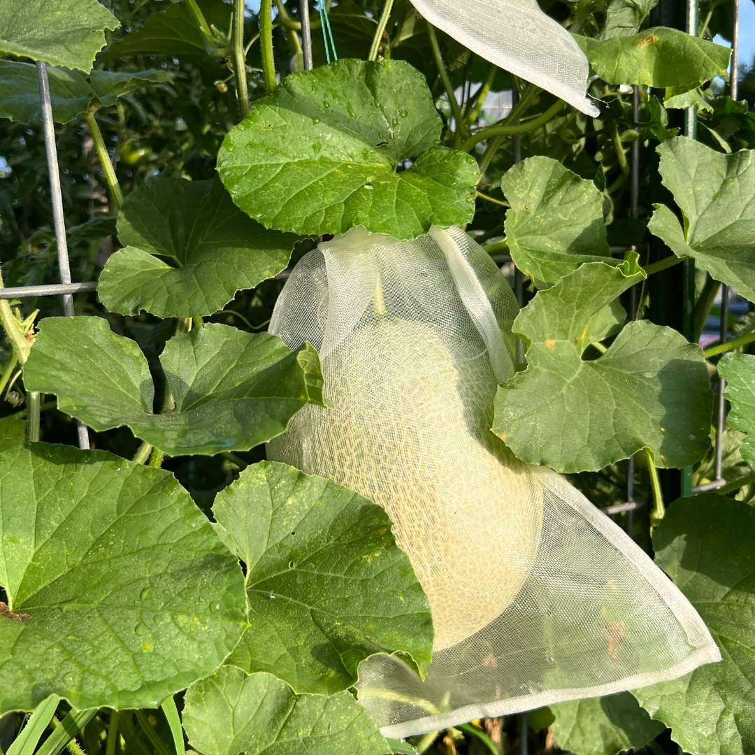 When to Plant Cantaloupe in Kentucky — What I Learned on My Ridgetop