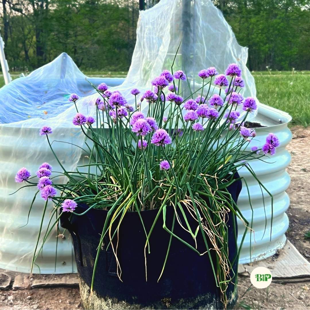 Chives growing in a grow bag in April next to a raised metal bed on Kentucky Homestead