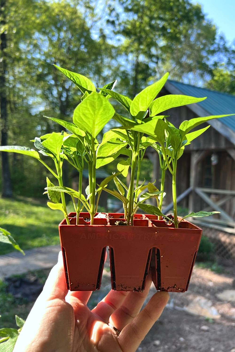Pepper seedlings in 6 cell seed tray waiting to be planted in May in Kentucky