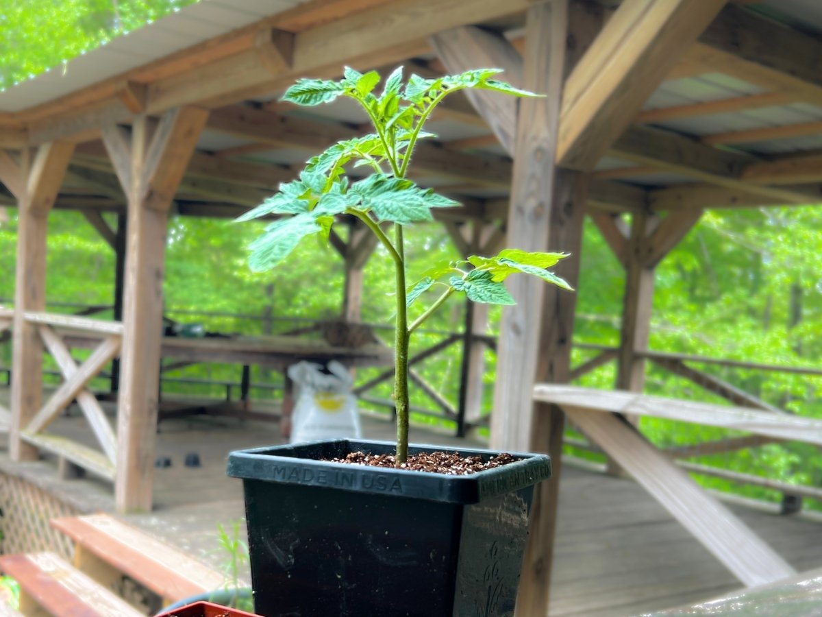 Heirloom tomato plant in 5" cube pot, ready to be planted in May in Kentucky Garden
