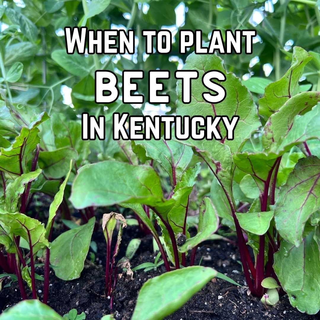 When to Plant Beets in Kentucky — What I Did Wrong and What I’m Trying This Year
