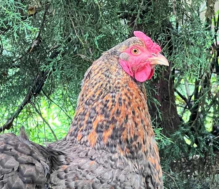Bielefelder-Wyandotte cross hen on a Kentucky homestead, showing rose comb and copper speckled feathering