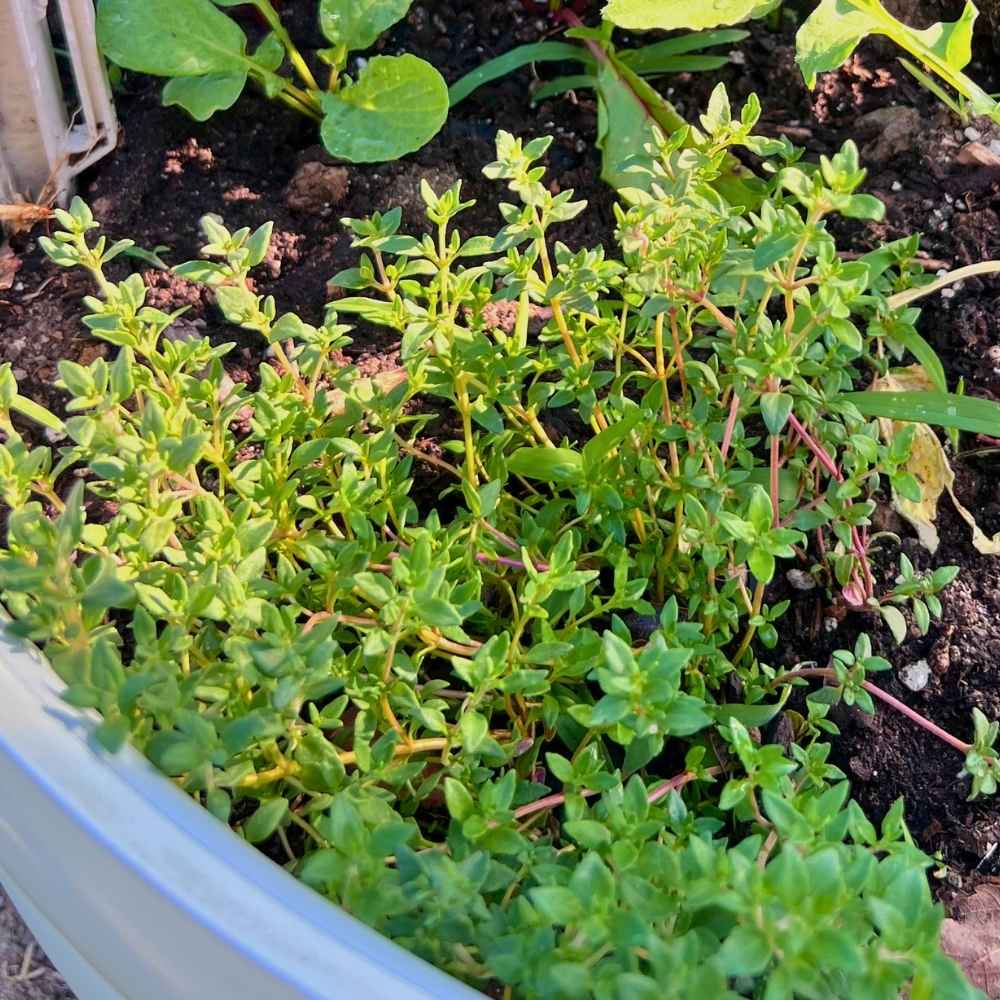 Thyme growing in Zone 7a Kentucky raised bed