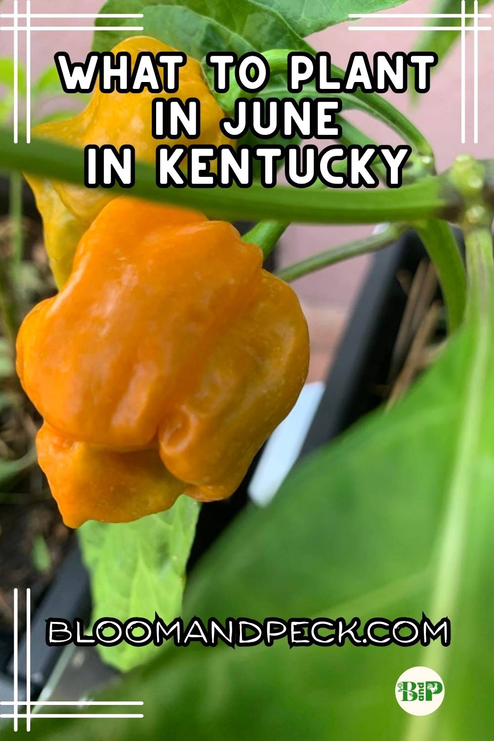What to plant in June in Kentucky, pin with yellow pepper plant as a crop to grow in June in Ky