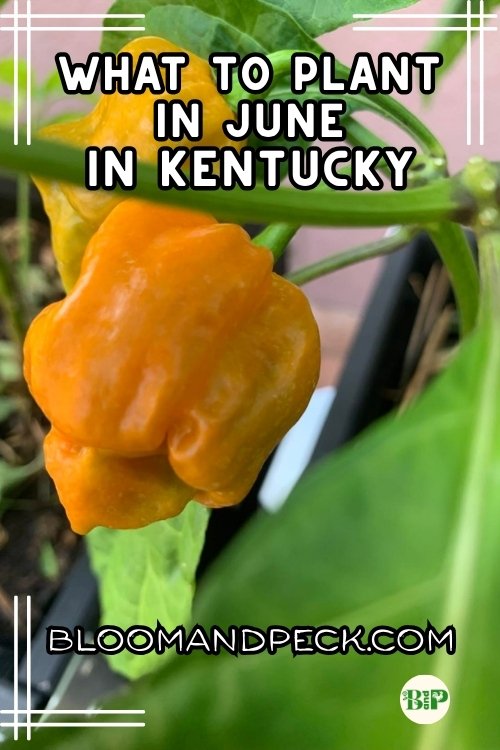 What to Plant in June in Kentucky — What I’m Actually Growing (Zone 7a Homestead)