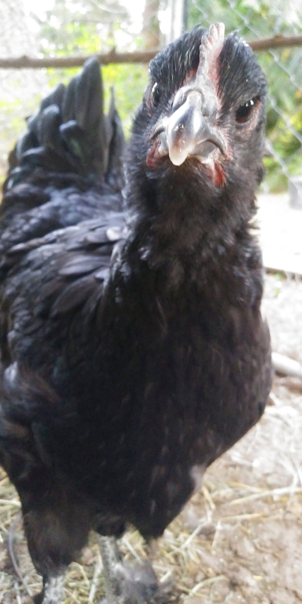 best beginner chickens for Kentucky Homestead