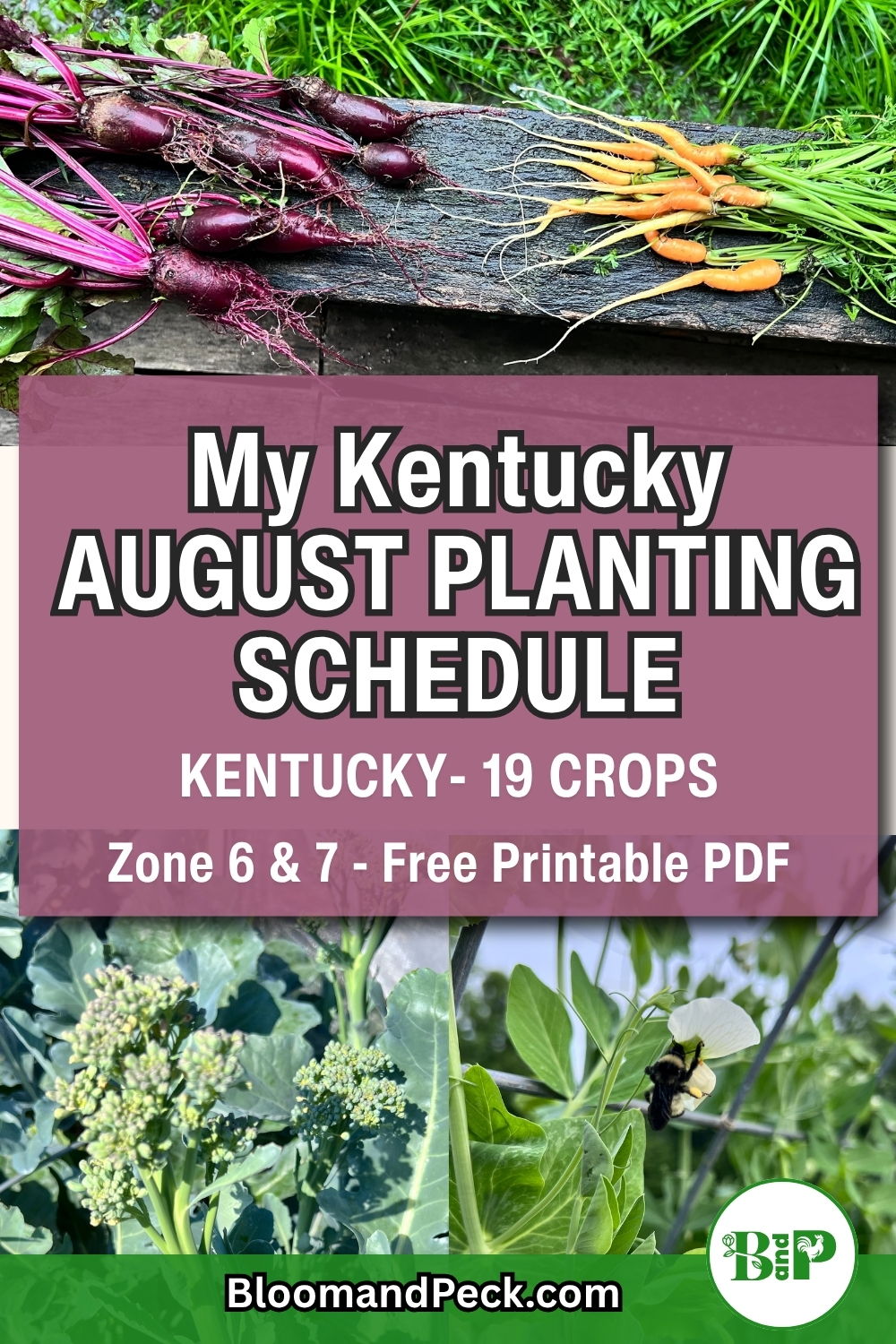 What I am Planting and Harvesting in August in My Kentucky Garden