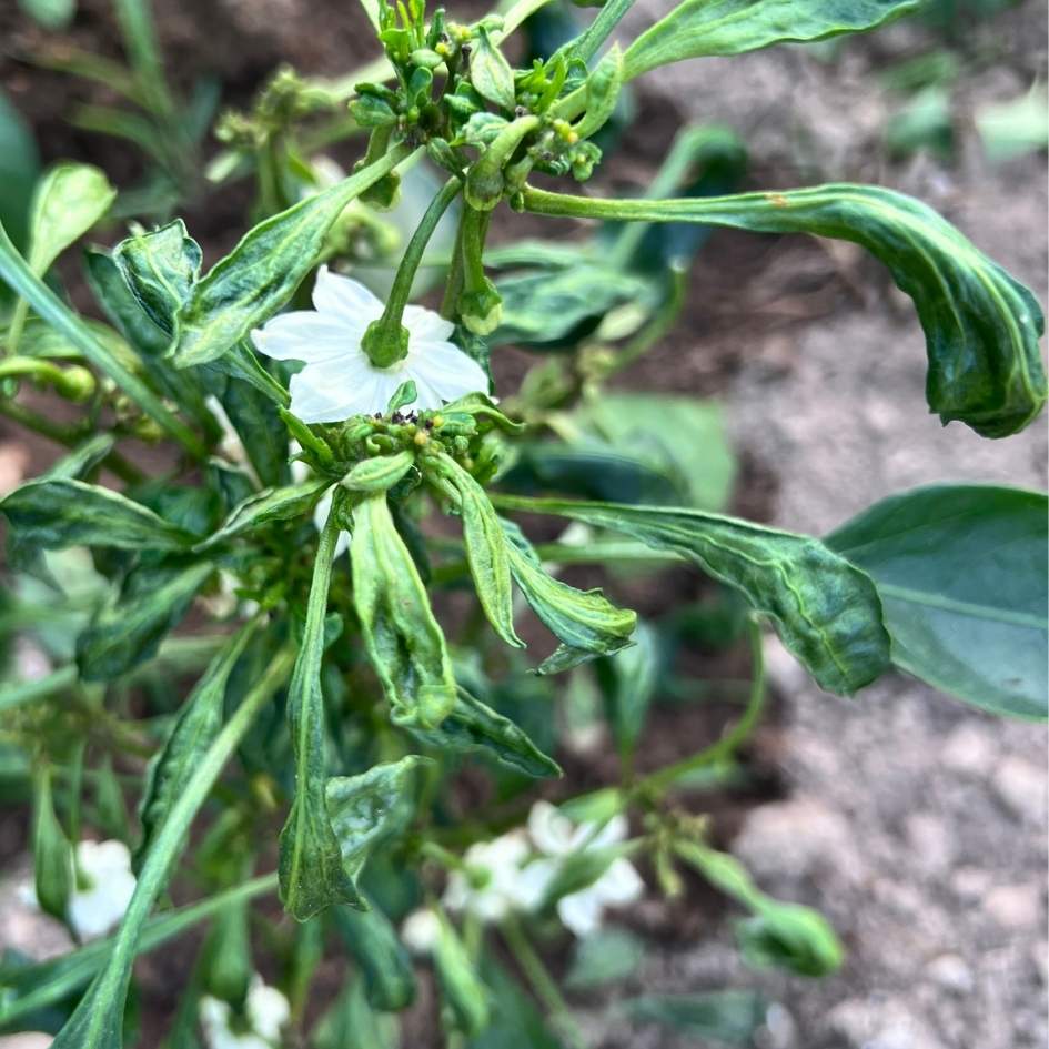 new pepper plant leaves at top of pepper plant with damage from mites zone 7 Kentucy