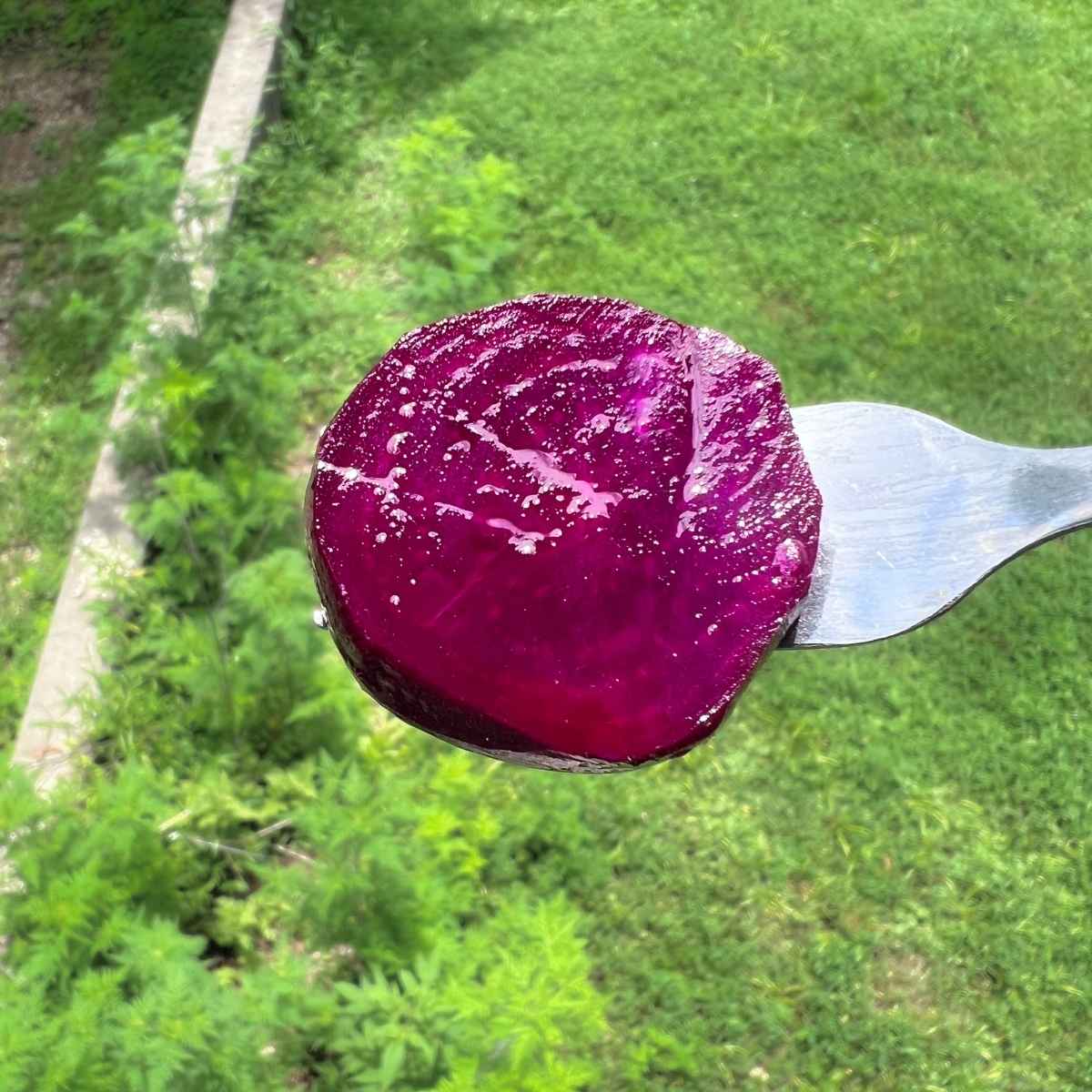 Fermented Cylindra Beet slice from a Kentucky homestead on a fork in the sun to show off the color and size of beets