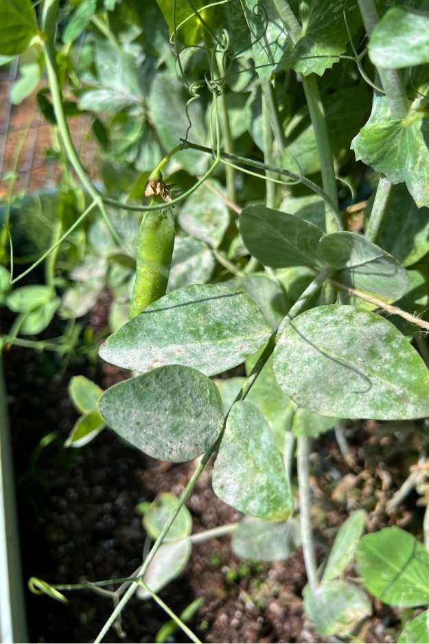 Powdery Mildew in Kentucky: What Actually Works and What I Stopped Wasting Money On