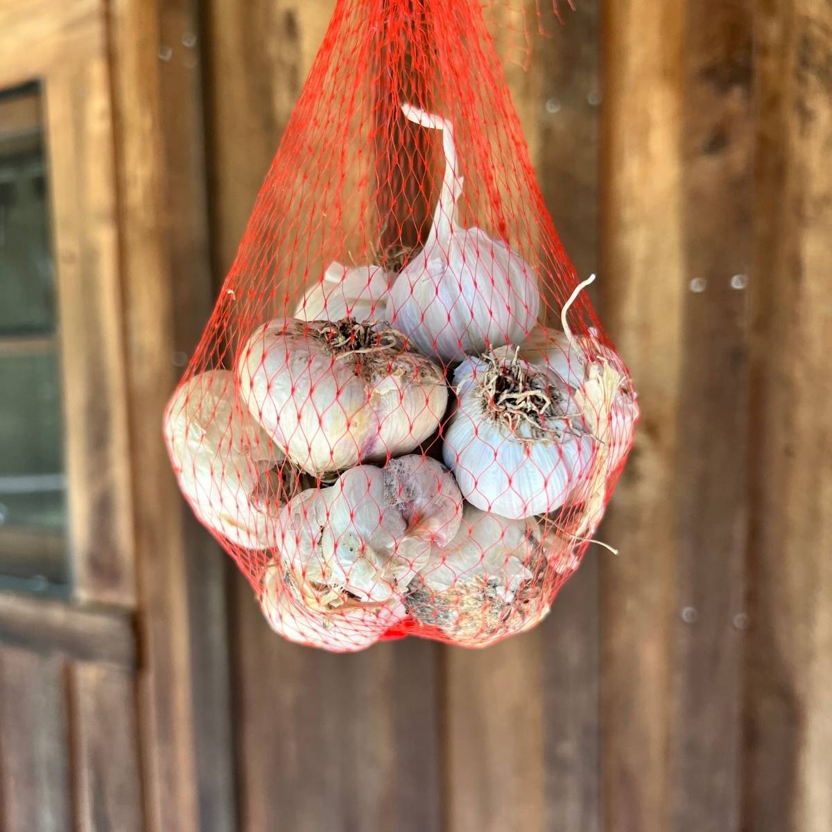 How I Plant Garlic in Kentucky (My Leaf-Mulch + Insect-Cover Method)